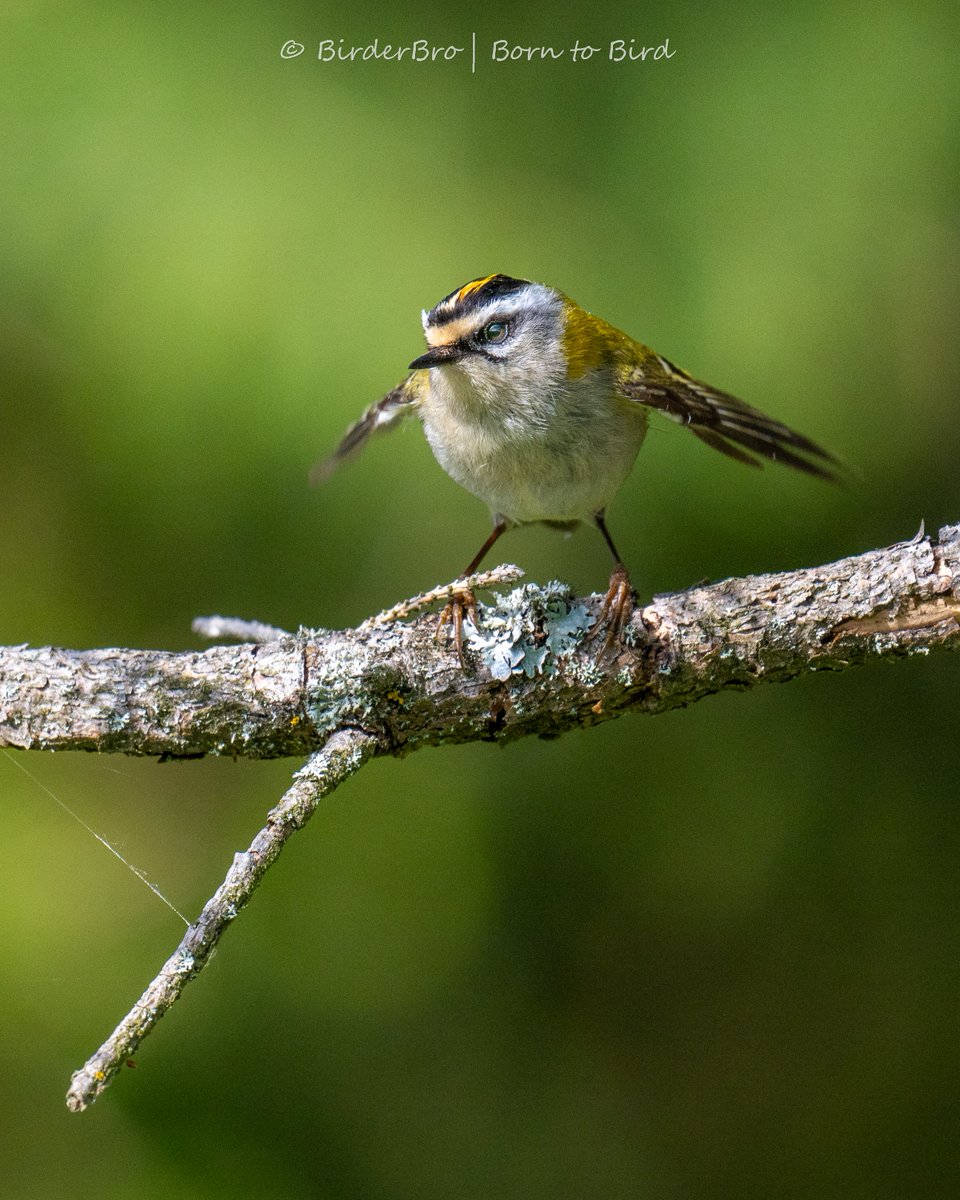 Miniature #bird with maximum #cuteness 😍
➡️ The Firecrest 🔥

🗓️30/4/24  📍Eifel #NationalPark #NRW 🇩🇪
📷#Nikon Z8 ⭕️180-600mm
⚙️f/7.1|1/1250s|320iso

#birdphotography #ThePhotoHour #wildlifephotography #BBCWildlifePOTD
#BirdsOfTwitter #BirdTwitter #nikonz8