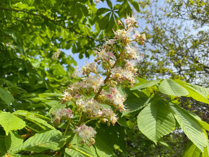 A few blossom photos for you @ChrisPage90 @metoffice 

Lovely warm sunshine in Waldringfield #loveukweather