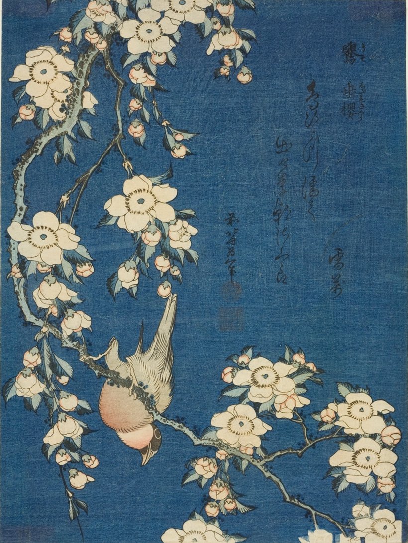 Bullfinch and Weeping Cherry (1834) 
by Katsushika Hokusai