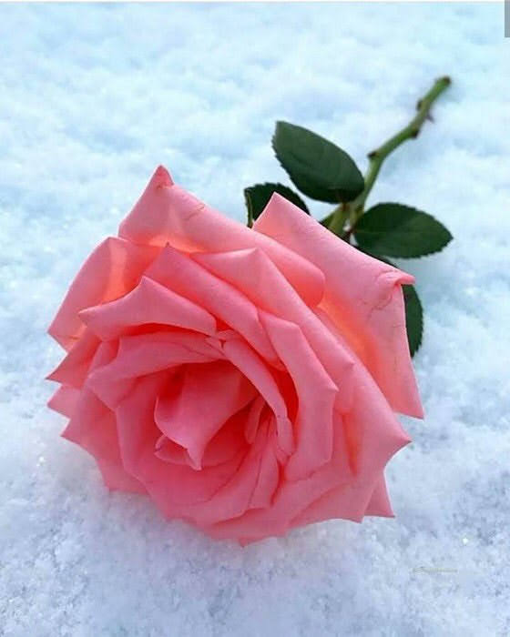 Kristal38922455's tweet image. #happymay ❤️