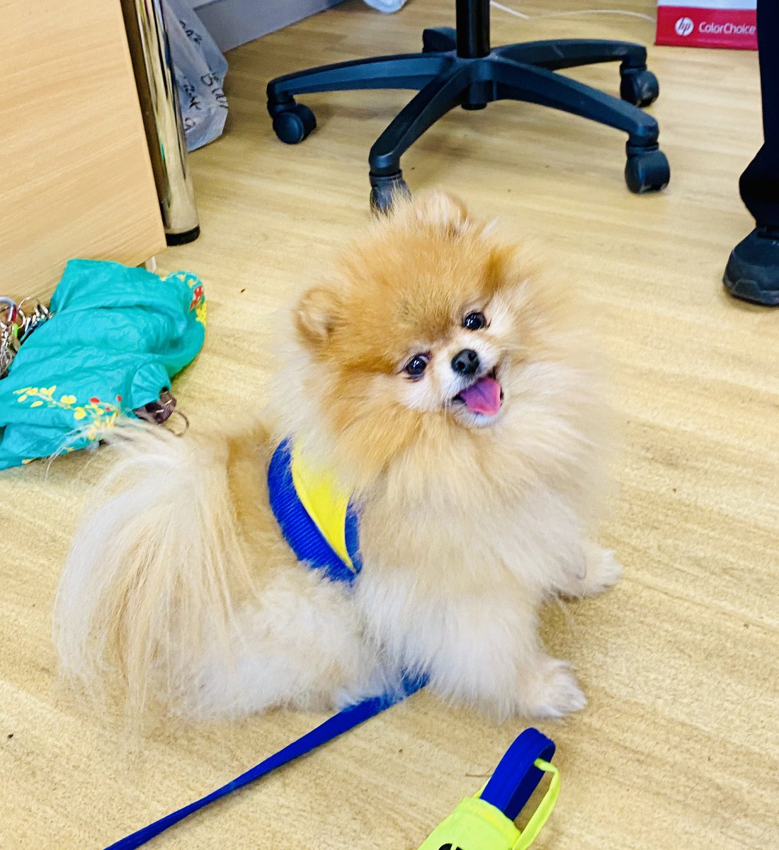 We had a special visit in our office! Meet Izzy, @NHSHarlow very photogenic volunteer! She certainly brightened TVN’s day ☺️ So lovely to have her and other therapy dogs going around the wards to meet patients and colleagues! Come back anytime 😍