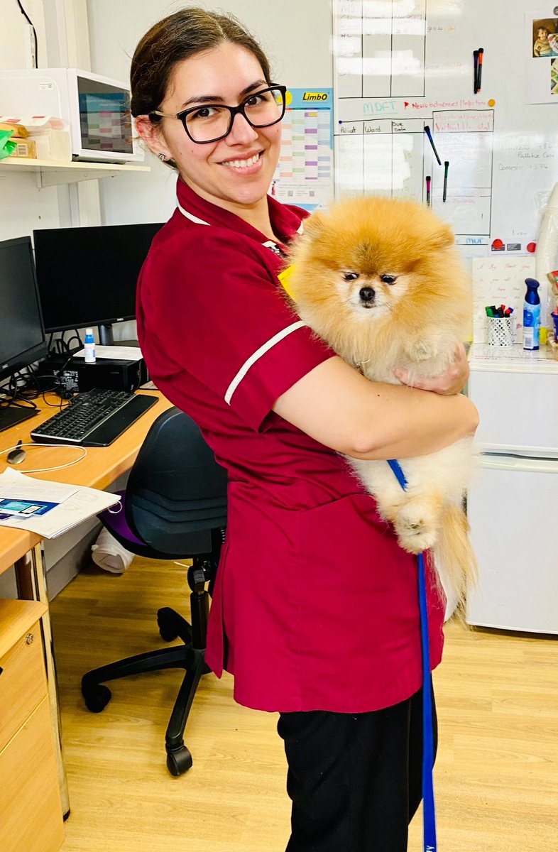PAHTVNs's tweet photo. We had a special visit in our office! Meet Izzy, @NHSHarlow very photogenic volunteer! She certainly brightened TVN’s day ☺️ So lovely to have her and other therapy dogs going around the wards to meet patients and colleagues! Come back anytime 😍 https://t.co/JWK6VZEsWS