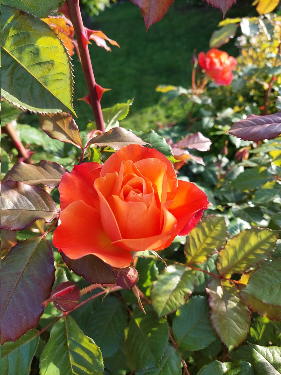 Happy #RoseWednesday and #1stMay #garden #May #gardening #GardeningTwitter #GardeningX 🌿🌸🌿🌸🌿🌸🌿🌸🌿🌸🌿