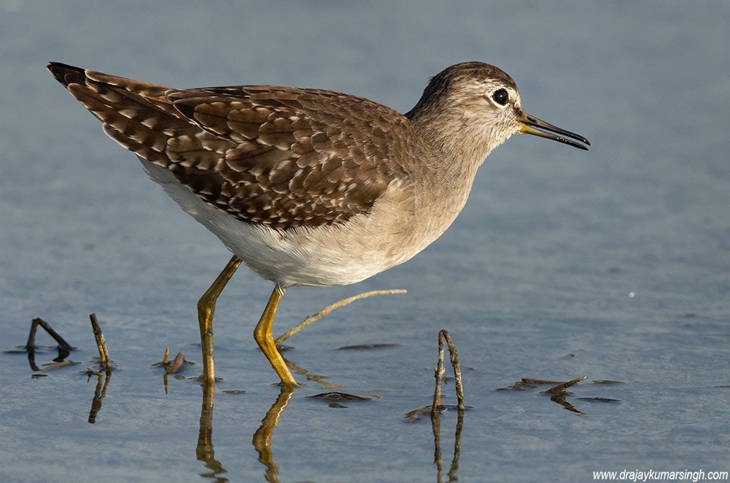 Wood sandpiper, Bahrain. #WoodSandpiper #Sandpiper #Wildlife #Bahrain