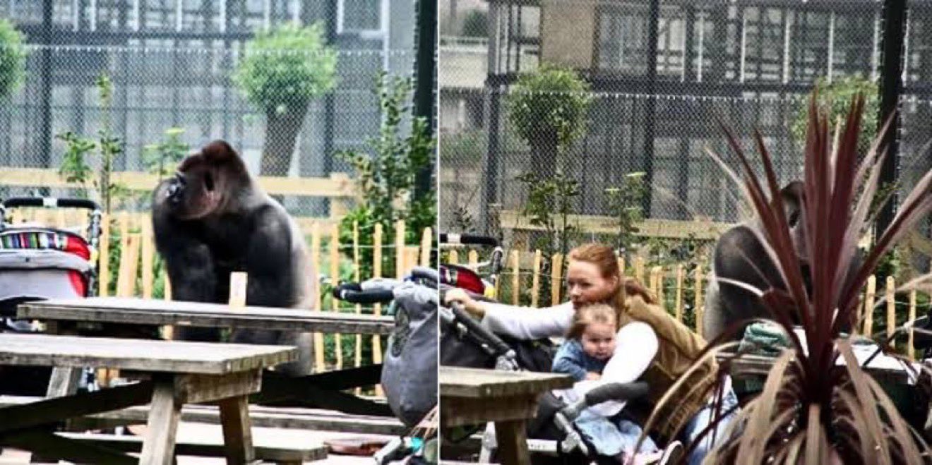 MissFacto on X: @creepydotorg In 2007, an 11 year old gorilla named Bokito  managed to escape the Diergaarde Blijdorp Zoo in Rotterdam, Netherlands.  Once free, Bokito ran amok through crowds of visitors,