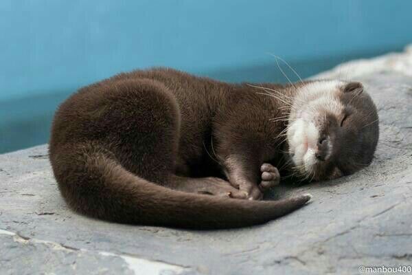 How cute baby otter ❤️