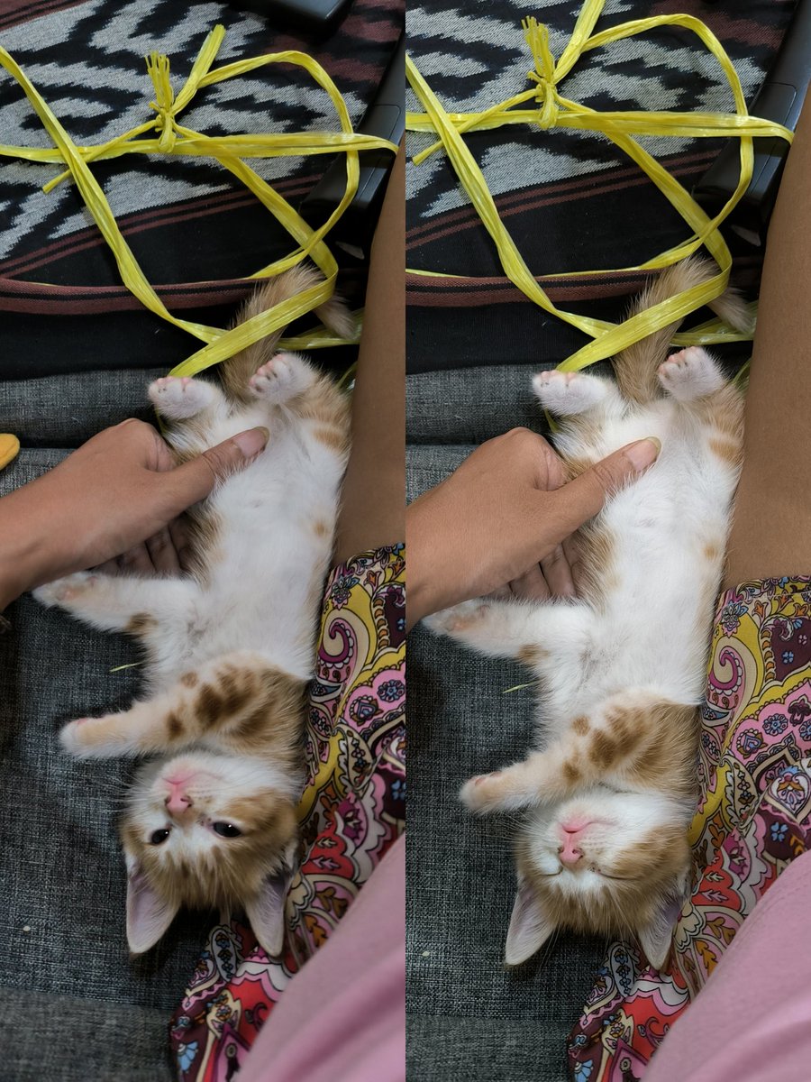 zeezahnur's tweet photo. We adopted a 'kampung' sleepy kitten 🐾 

People here do not really adopt local cats, coz they are not 'pretty'. I beg to differ!!

#kucingkampung #indonesia https://t.co/cK2RG9LAge