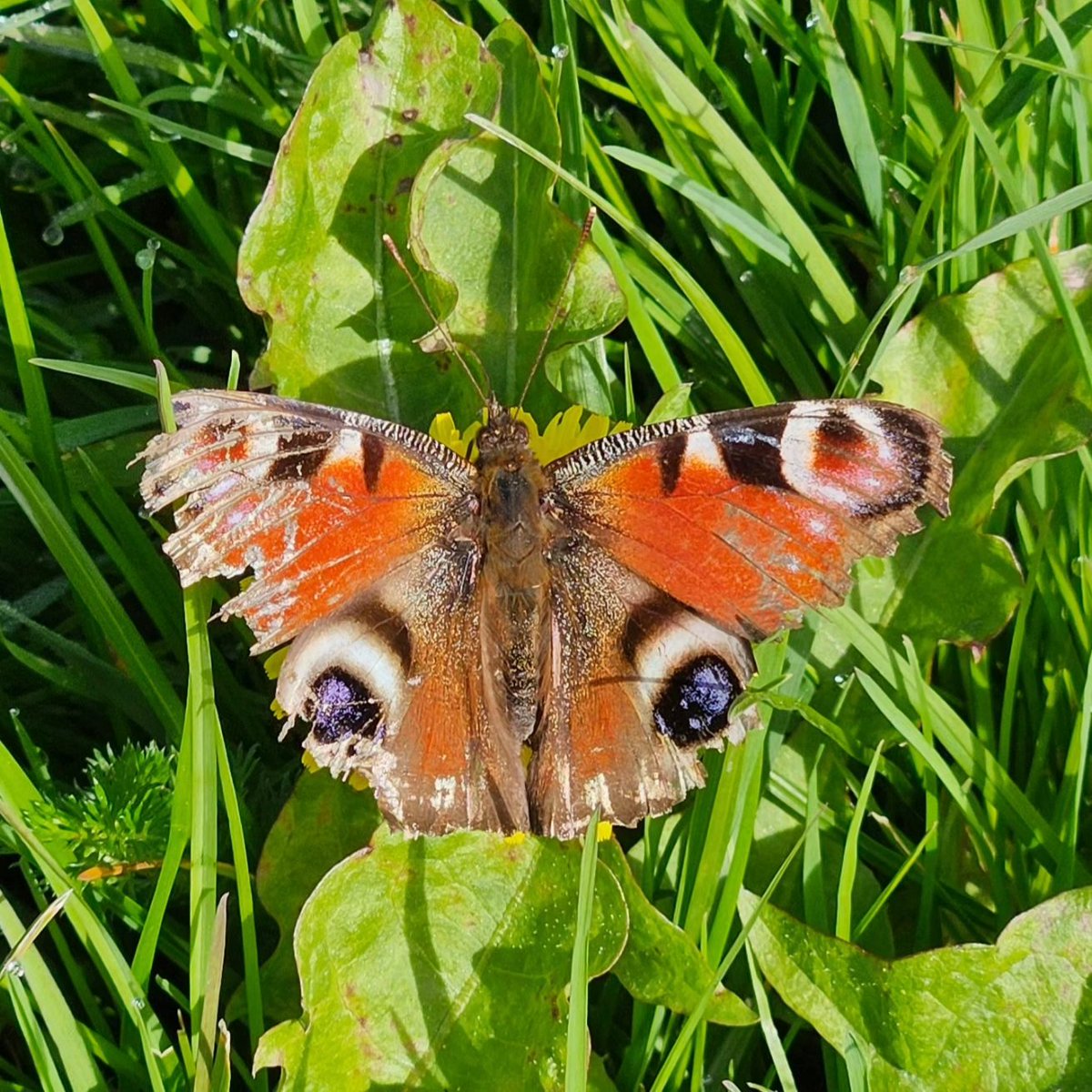 JulieDerekR's tweet photo. Butterflies on East Wickham Open Space.  Lovely to start to see butterflies, saw at least three varieties but the other two were on the move so couldn't get a picture. @RSPBBexleyGroup #springwatch https://t.co/r9z8vErlTn