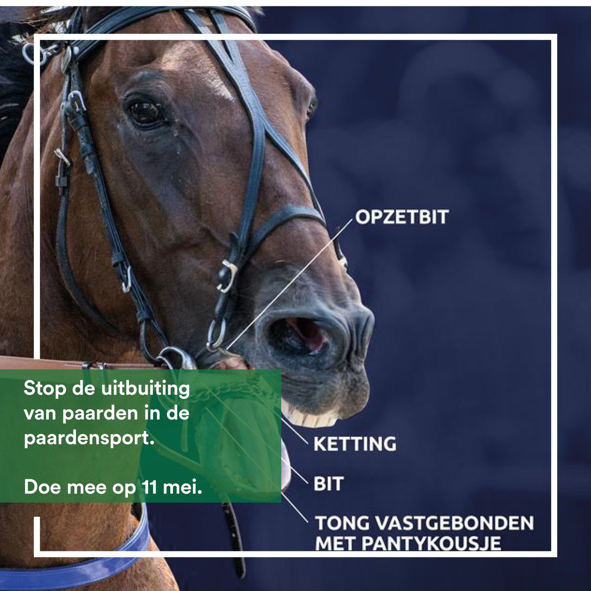 🚫 Stop paardenleed! 🚫 In de paardensport staat het behalen van 'sportieve' topprestaties altijd boven het welzijn van het paard. Paarden worden vaak met harde hand getraind. Misstanden zijn talrijk. Tijd om hiertegen op te staan ✋ Kom samen met ons in actie op 11 mei! 🐴 ✊