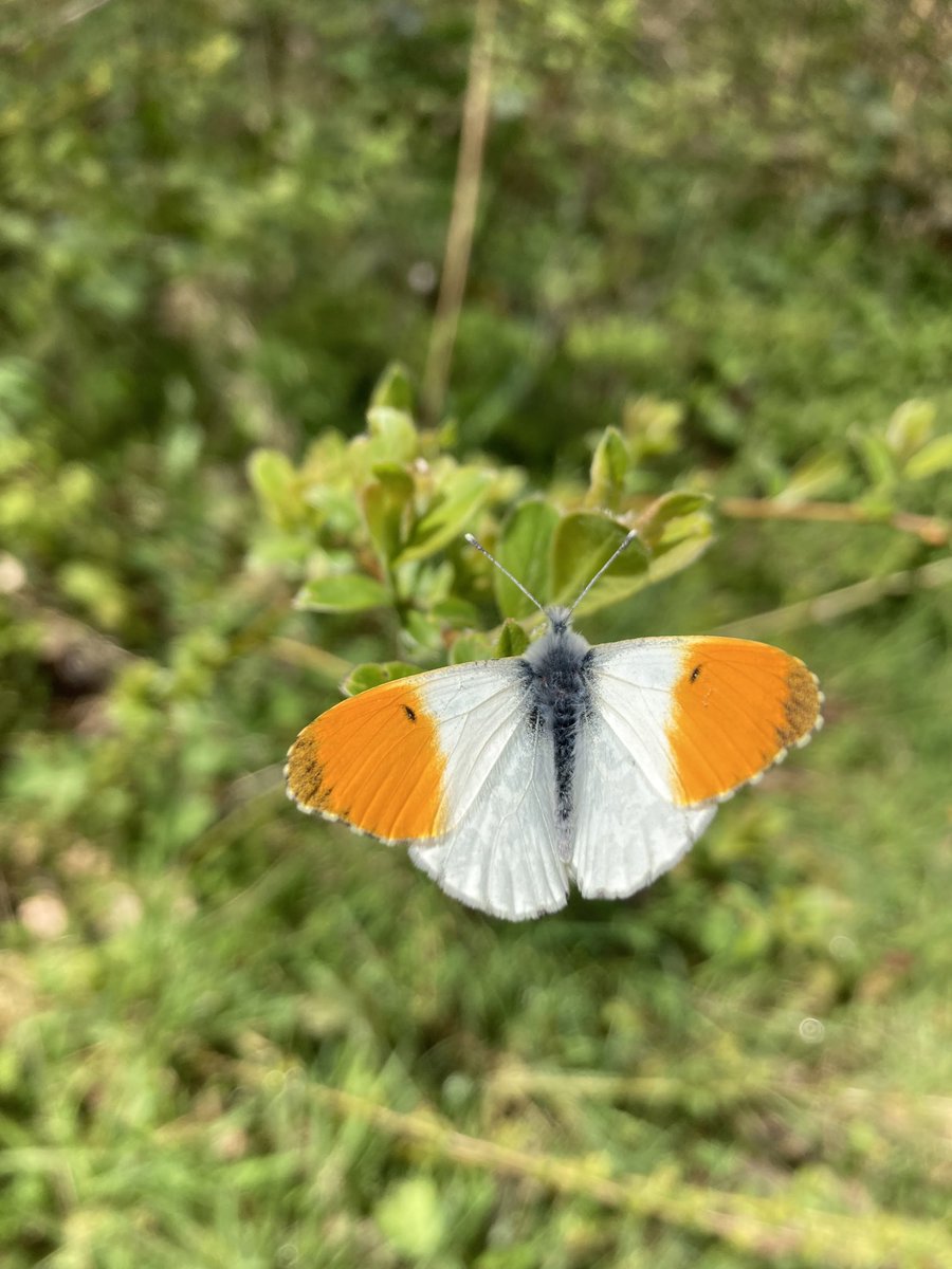 nutcracker1965's tweet image. Happy #staffordshireday