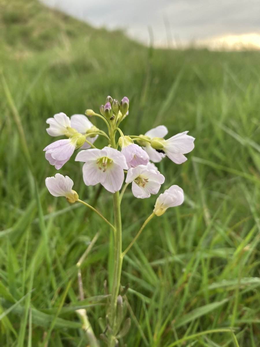 nutcracker1965's tweet image. Happy #staffordshireday