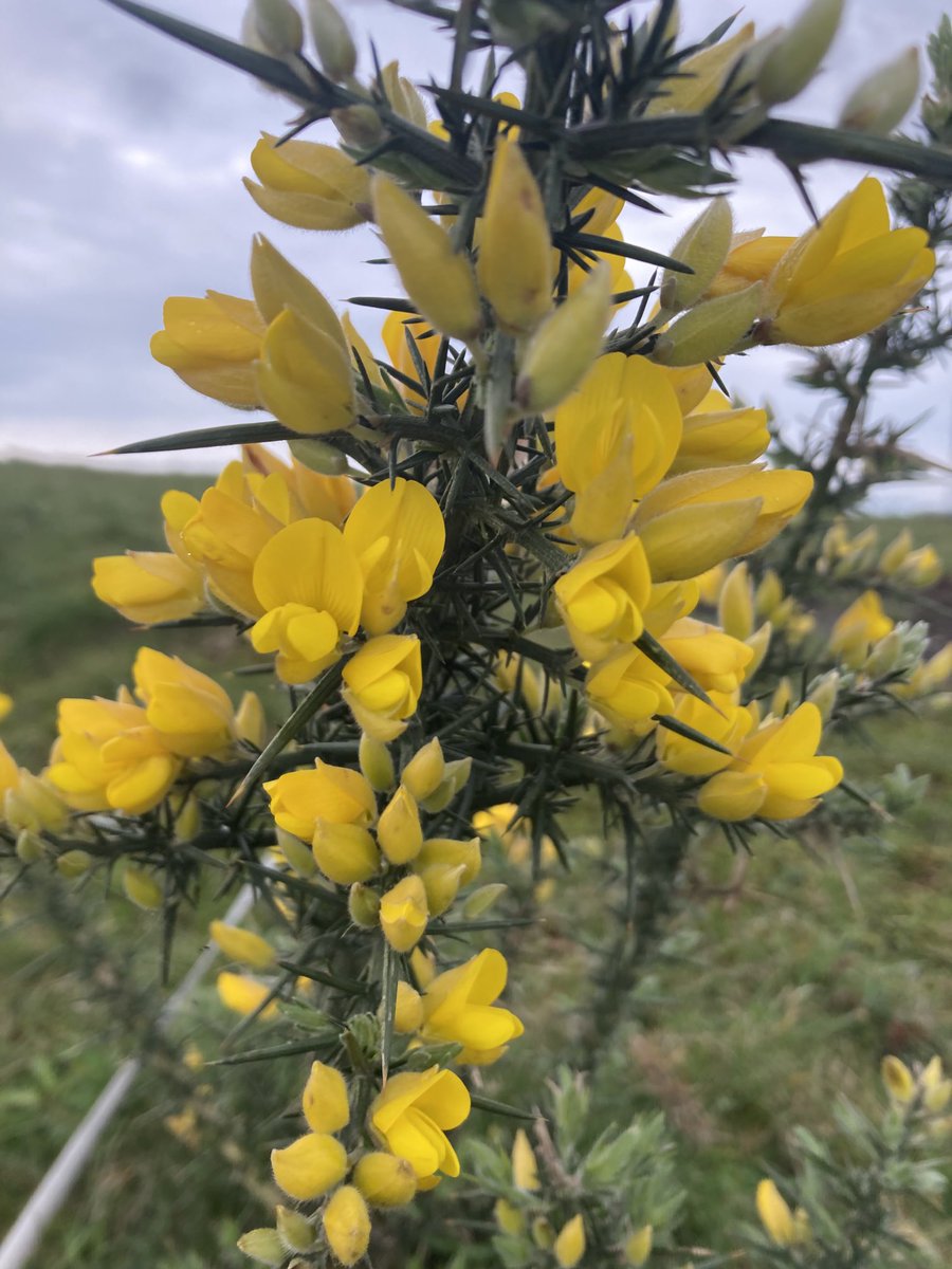 nutcracker1965's tweet image. Happy #staffordshireday