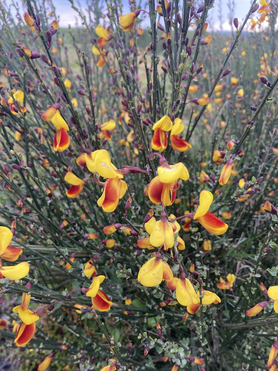 nutcracker1965's tweet image. Happy #staffordshireday