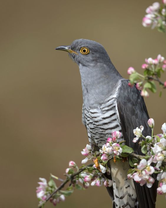 MLFranciolini's tweet photo. L’inverno se n’è andato
l’aprile non c’è più🎶🎵
è ritornato maggio
al canto del cucù.🐦
https://t.co/hc6V65XWf4
#BuonPrimoMaggio #canticchiando
🌸🐦🌺🐦🌸 https://t.co/G6CL5tcval