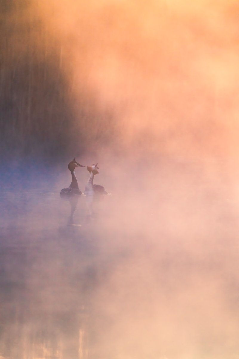 Grebe Courtship