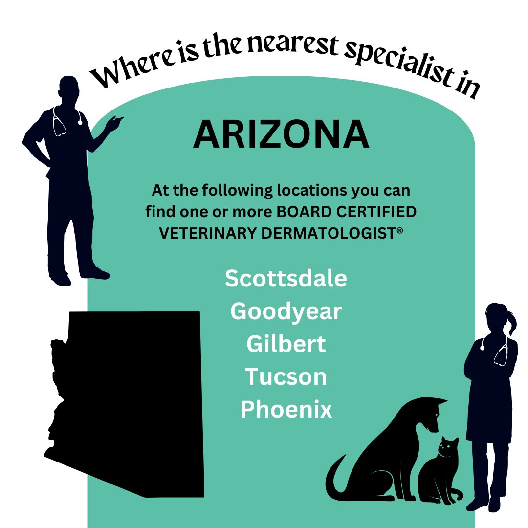 Veterinary dermatologists are specialists in treating skin disease, allergies, and ear disease with additional training and experience. You can find a BOARD CERTIFIED VETERINARY DERMATOLOGIST® near you in #Arizona #DYK Arizona’s state mammal is the elusive nocturnal #ringtailcat.