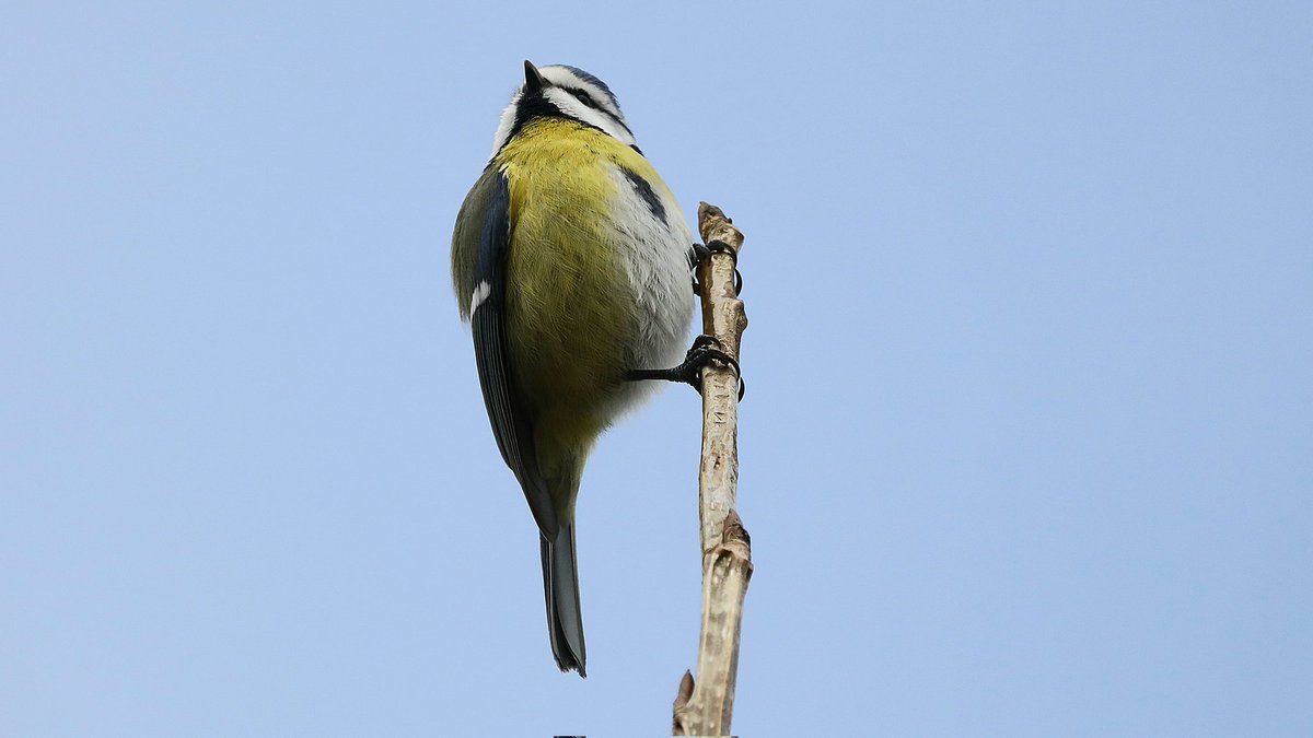 Blue tit enjoying the sun 💛🩵
#bluetit #wildlifefrommywindow #KleurInDeNatuur #BirdsSeenIn2024 #photography #birdphotography #ThePhotoHour #NaturePhotography #birdtonic #TwitterNatureCommunity #birdwatching #naturelovers #birdlovers #channel169 #BirdTwitter #BirdsOfTwitter