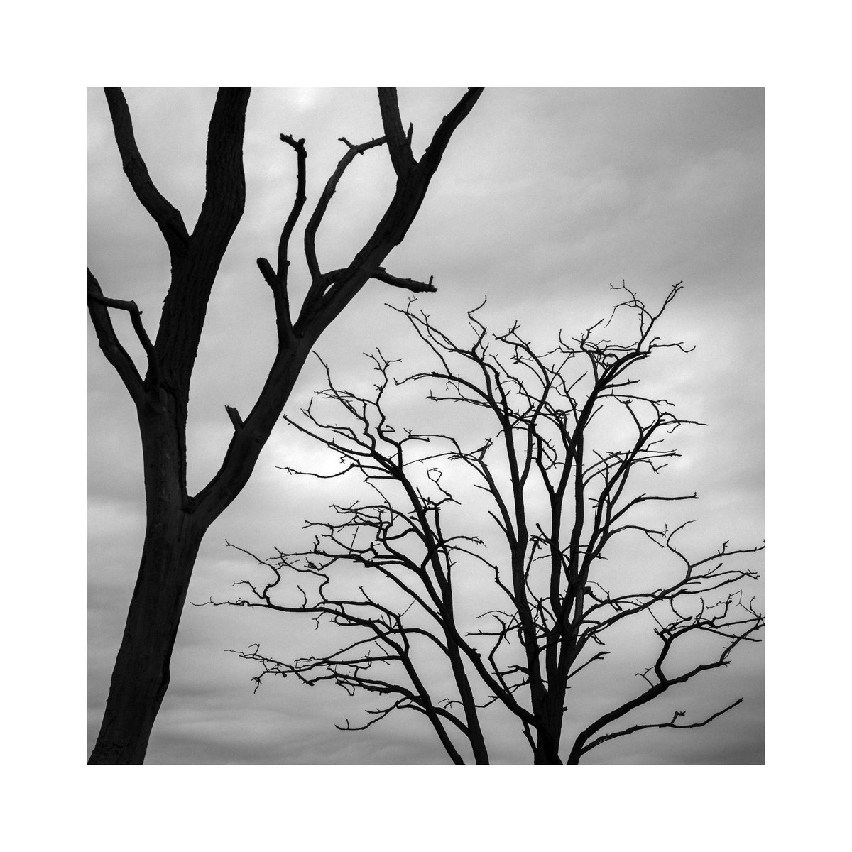 Dead Trees, Buckinghamshire. 

#photography #monochrome #bnw