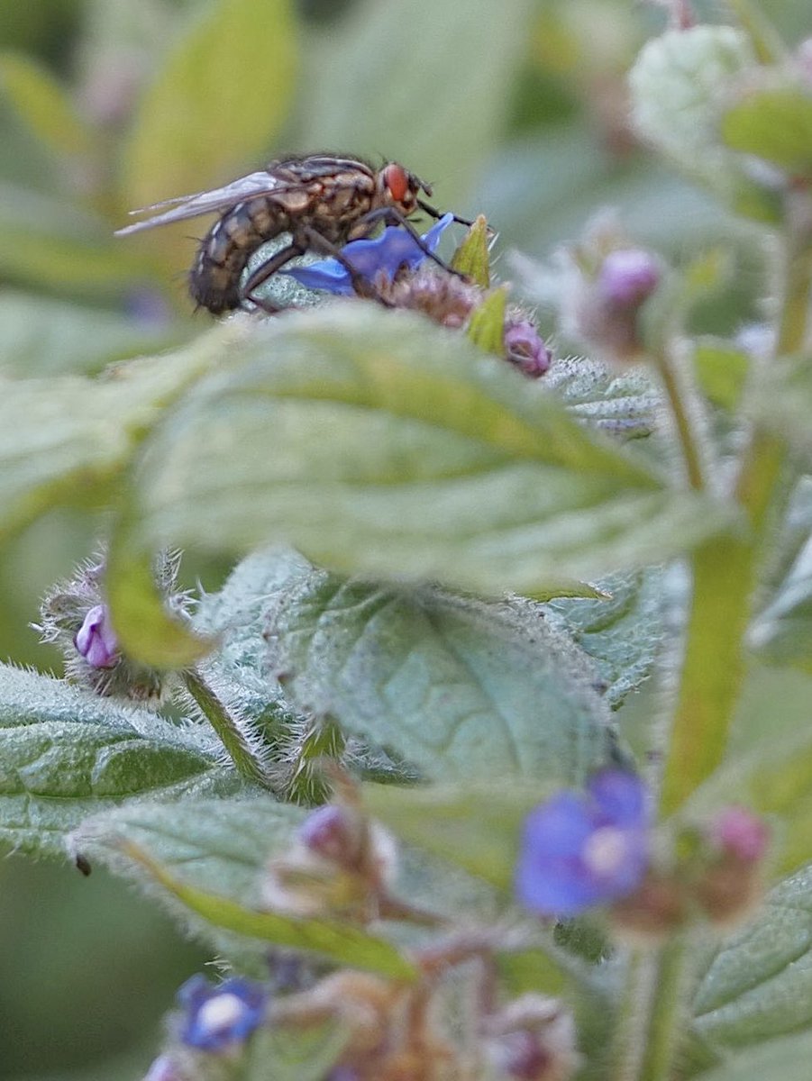 One for @theUL Librarian and Dipterist Francis Jenkinson (1853-1923). Big old Flesh fly on Green alkanet in the North Courtyard at the Library.