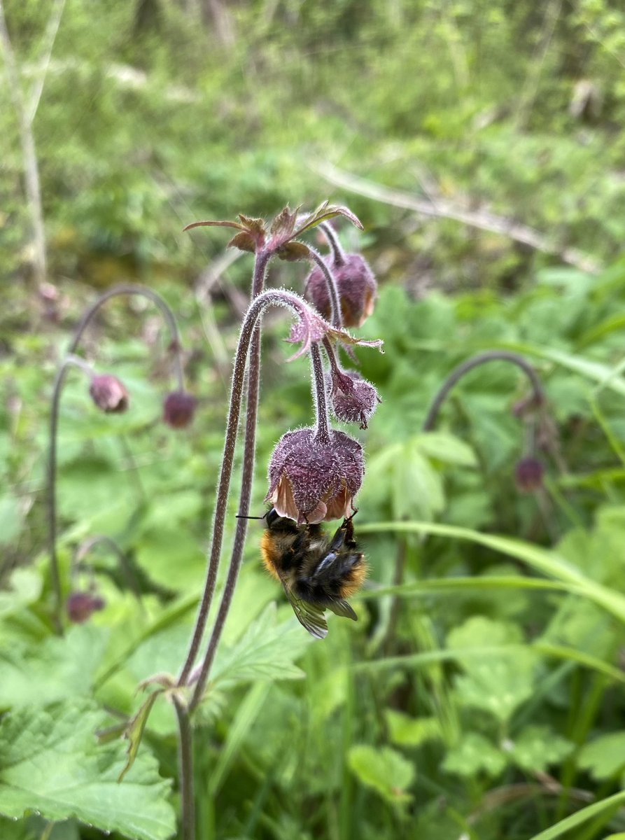 Tarsal tipping acrobatics. A Common Carder Bee clinging to Water Avens, a nodding bell filled with nectar and pollen #WildWebsWednesday