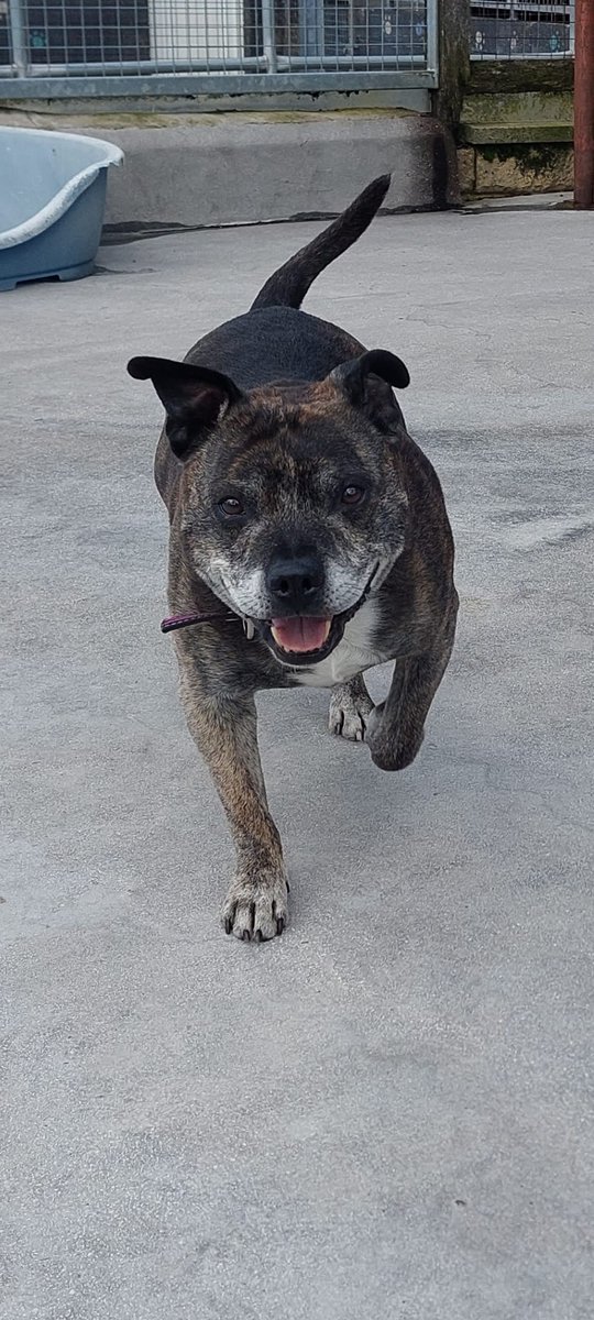 Please retweet, special appeal to help Scooby find a home #LANCASHIRE #UK 
'Another of our longer-term residents who we are desperate to find a home for is Scooby.
Scooby is 13 and needs a quiet retirement home.
He came to Bleakholt because his owner had passed away and he had no…