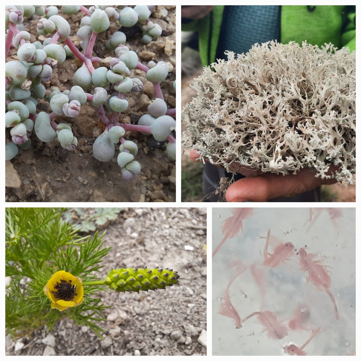 Visitar els Monegros i els secans del @CCSegria permet descobrir una natura absolutament preciosa i singular: plantes crasses,  líquens estepicursos, crustacis prehistòrics.... En plena crisi de la biodiversitat és un reservori de vida i processos ecològics que hem de preservar!!