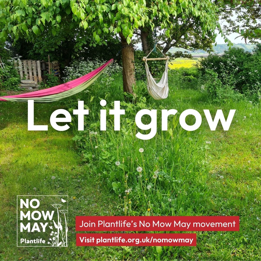 Has your local council sign up for #NoMowMay? Join @Love_plants @PlantlifeScot this month in transforming places for people and nature by letting your greenspace grow. Register here: plantlife.org.uk/campaigns/nomo…
