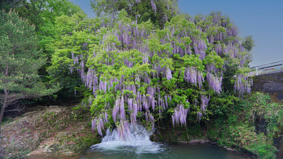 ＃藤の花＃一貫野の藤
＃山口県＃山口市 ＃仁保
#誰かに見せたい風景
#けしからん景色#こころから
#はなまっぷ#じゃびふる
＃写真好きな人と繋がりたい
＃日本の絶景#広がり同盟
＃あなたとつながる山口県
＃写真を止める
#art_of_japan-
#best_japan_photos #japan #total_japan