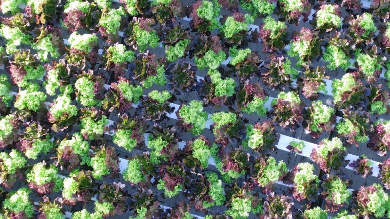 Certhon: Software zur Vorhersage von Salaterträgen dlvr.it/T6Ftns