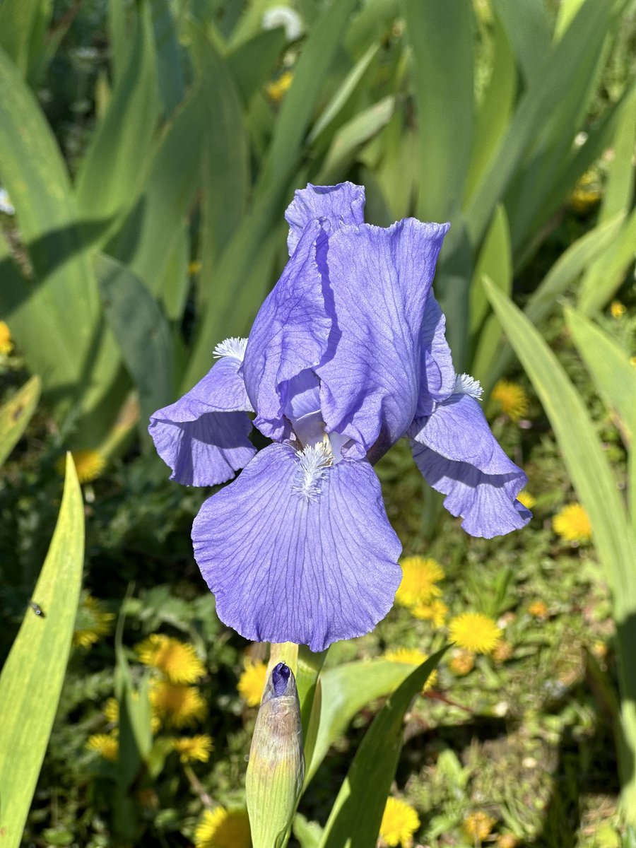 IB Iris ‘Langport Robe’ first flowers looking well in the sunshine, we are getting some nice splashes of colour across the beds and it’s not all dandelions! #irisbeds #langportirises #langportrobe #beardedirises #irises #fieldgrown #plantnursery #irisflowers #seagatenurseries