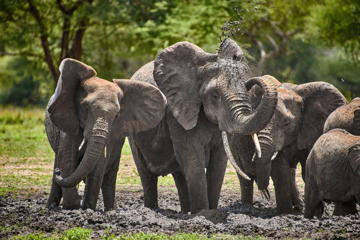 Reminds of “The Summertime” from Shaggy | Tarangire | Tanzania
The Elephant family having a mud bath
#wildlifepic #africanelephants #Saveelephants #mammals #herbivores #wildlife #tanzania #nikonnature #africanbushelephant #nikonmea #wildlifeofafrica #newbig5project #bownaankamal