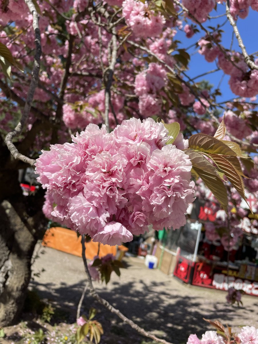 たぶん関山の桜