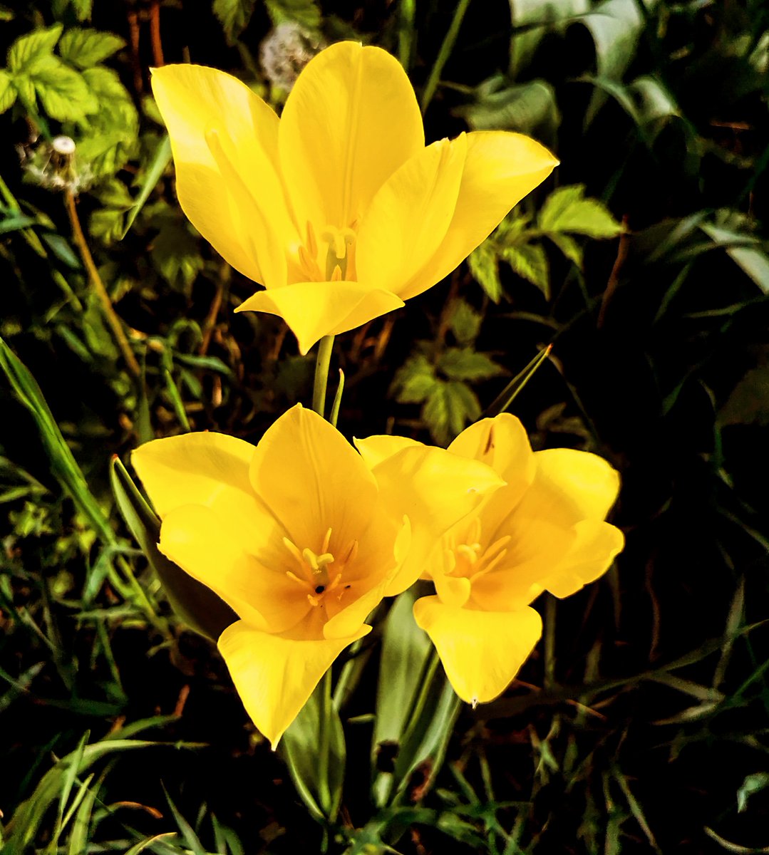Good morning dear Friends ❤️💛💚 #photooftheday #photograghy #flower #flowers #garden #spring #2024 #Hungary #tulip #yellow #cuteflower