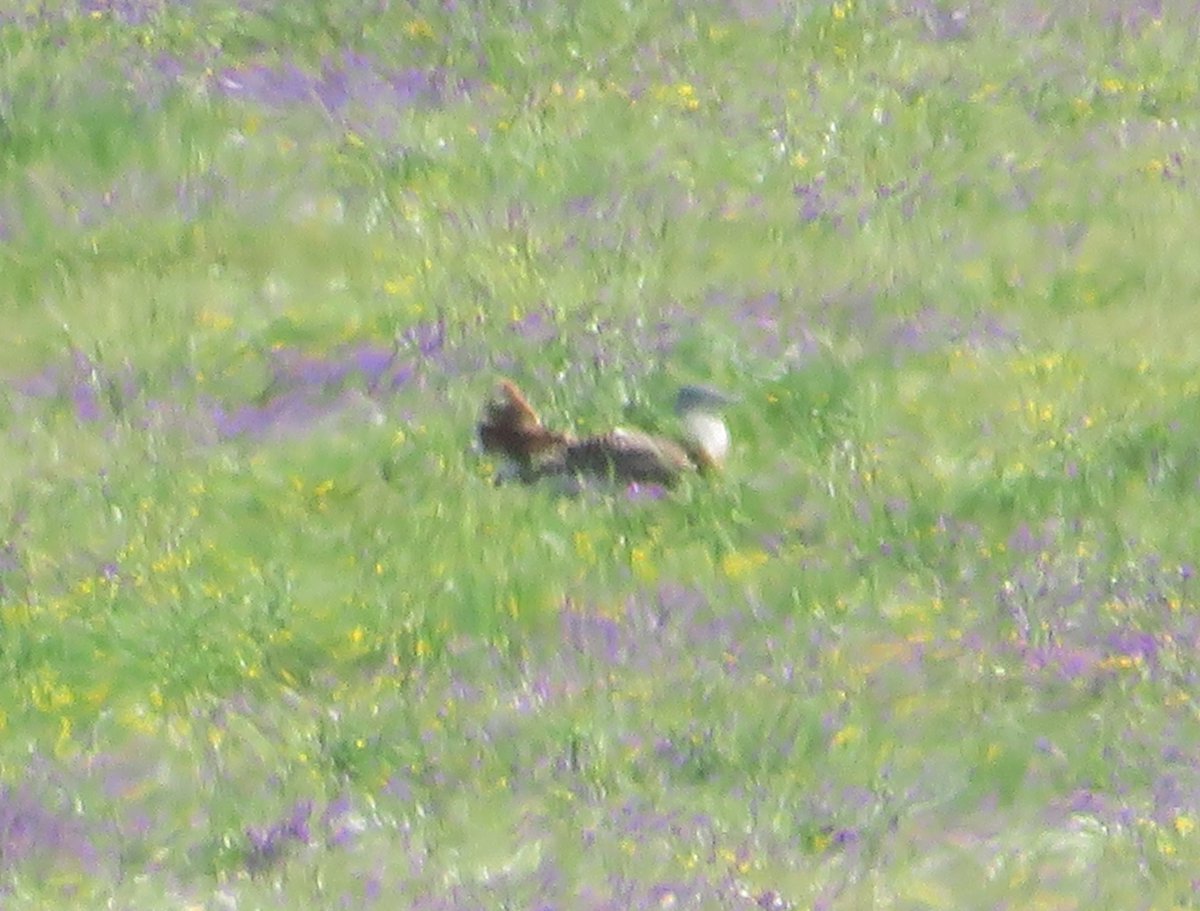 I've decided to revolutionise #wildlifephotography by going all Impressionist. This is my Monet style Great Bustard. No fancy software involved, all down to my sheer inability...
As it happens though, I quite like it. Will it catch on?
#birds #wildlife #nature #Extremadura