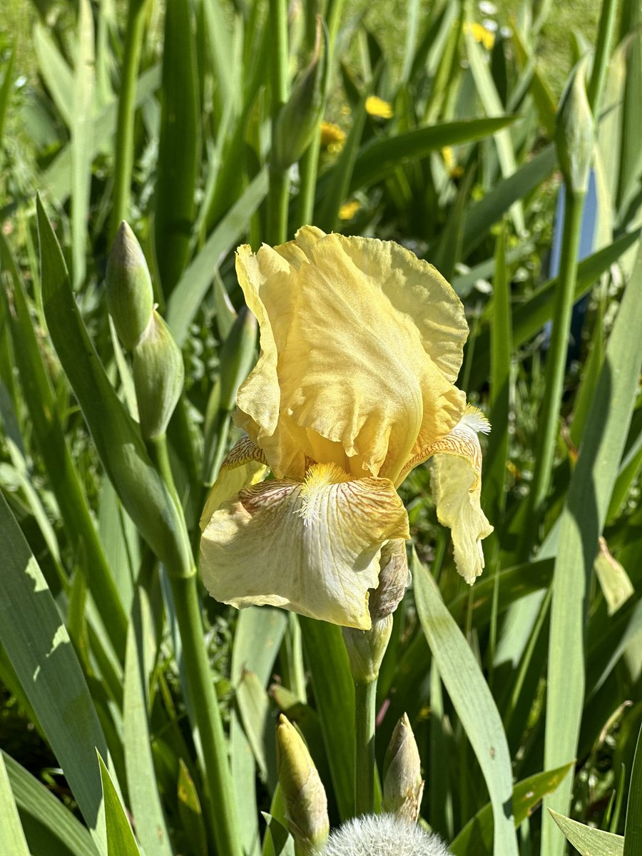 A reliable rebloomer TB Iris ‘Dawn of Fall’ out early in the beds, not uncommon to see this again in autumn! #remontantiris #irisdawnoffall #irises #dawnoffall #rebloomer #beardediris #irisseason #tallbeardediris #hardyplants #seagatenurseries