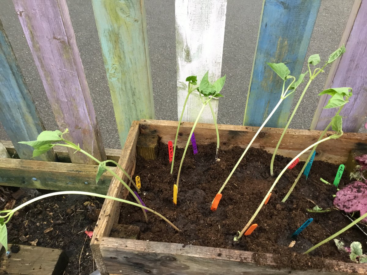 Look how much our  beans have grown! Gwaith da Dosbarth Mrs Jeffreys. Does anyone have any spare bamboo sticks to support them please?