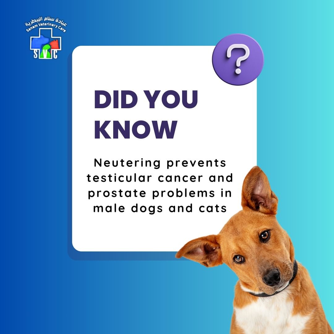Did you know? Neutering helps prevent testicular cancer and prostate problems in male dogs and cats. At Sanam Veterinary Care, we prioritize your pet's health and well-being.
🐾 #PetHealth #Neutering #SanamVetCare #VeterinaryCare #PetWellness