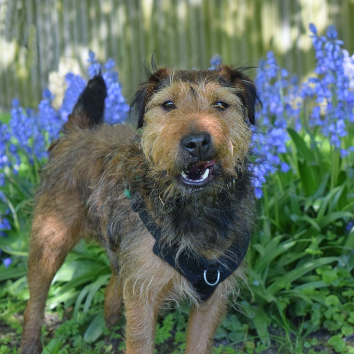 Ted in the flowers 😍😍😍

Ted is feeling extra happy at the moment because he is booked to go home!! Everyone wish him luck!!

#lakelandTerrier #Terrier #Crossbreed #Adoption #rehoming #rescue #ADogIsForLife #DogsTrustWestLondon