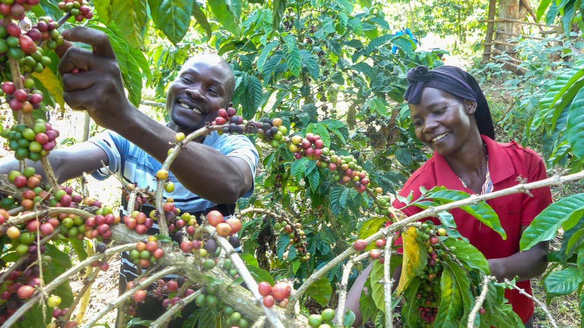 Coffee farmers nationwide are excited as coffee prices rise sharply. Robusta coffee now sells for Shs12,500 per kilogram, up from Shs6,500 last year, with Arabica coffee fetching a similar price. #CroozeFMNews