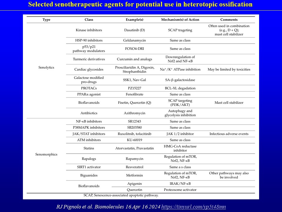 Cell senescence in heterotopic ossification. RJ Pignolo et al. Biomolecules 16 Apr 16 2024 tinyurl.com/yp5t48mn  …review possible roles for cellular senescence in HO and how targeting senescent cells may provide new therapeutic approaches to both FOP and acquired forms of HO