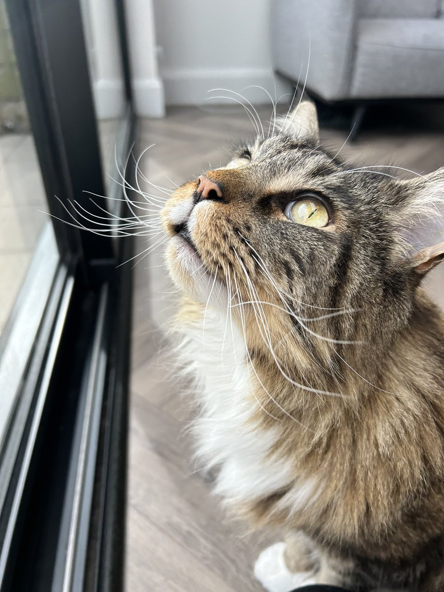 Hello from Dexter our gorgeous new #mainecoon customer 😺🥰🐾 He’s by far the biggest boy we’ve ever looked after!! #warrington #catsitters