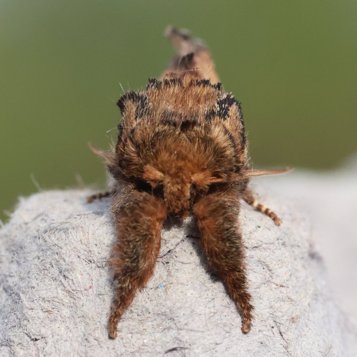 HenryStanier's tweet photo. We had 11 #moths of 5 species in the garden #moth trap this morning. Things are looking up, now that the nights aren't so cold. This #PebbleProminent was a pleasant discovery. Looking forward to more #insect encounters, especially my first #Maybug of the year. https://t.co/r9cNi2IZ4i