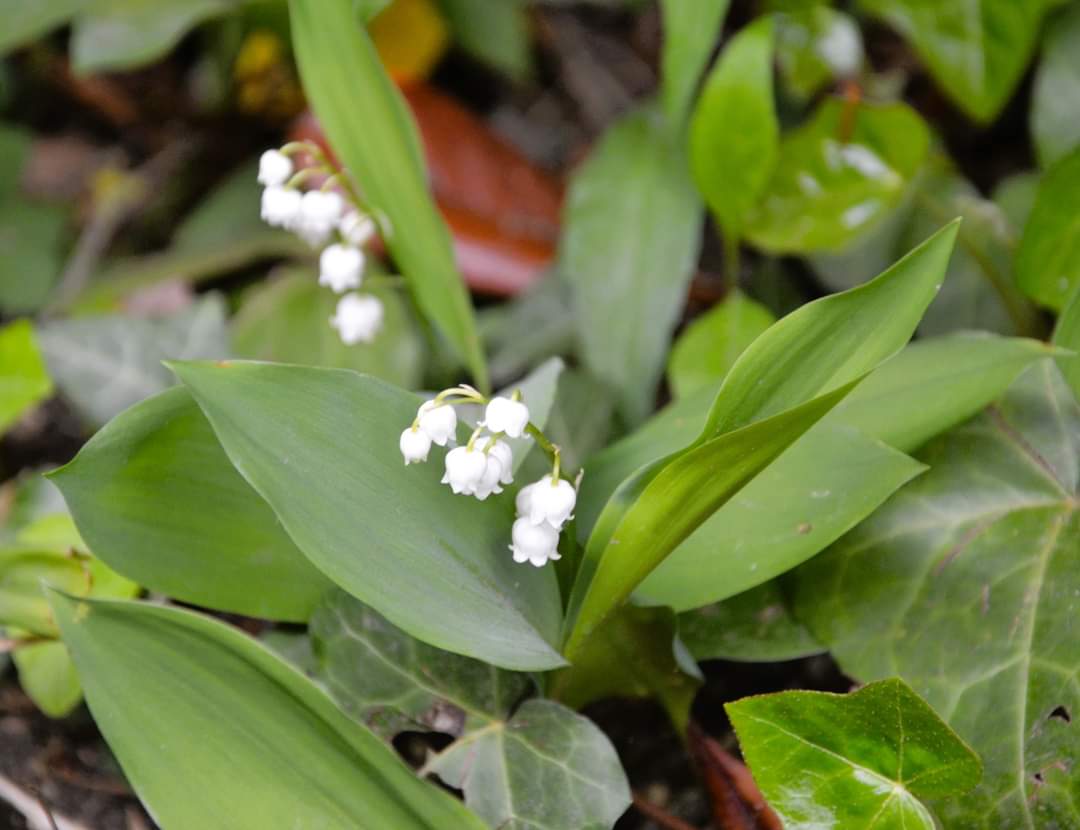 Incontournables porte-bonheur, ces clochettes immaculées s'étirent discrètement dans les jardins de Claude Monet à Giverny... Qui saura nous dire dans quel recoin du domaine se cachent ces timides brins de muguet ? #1ermai