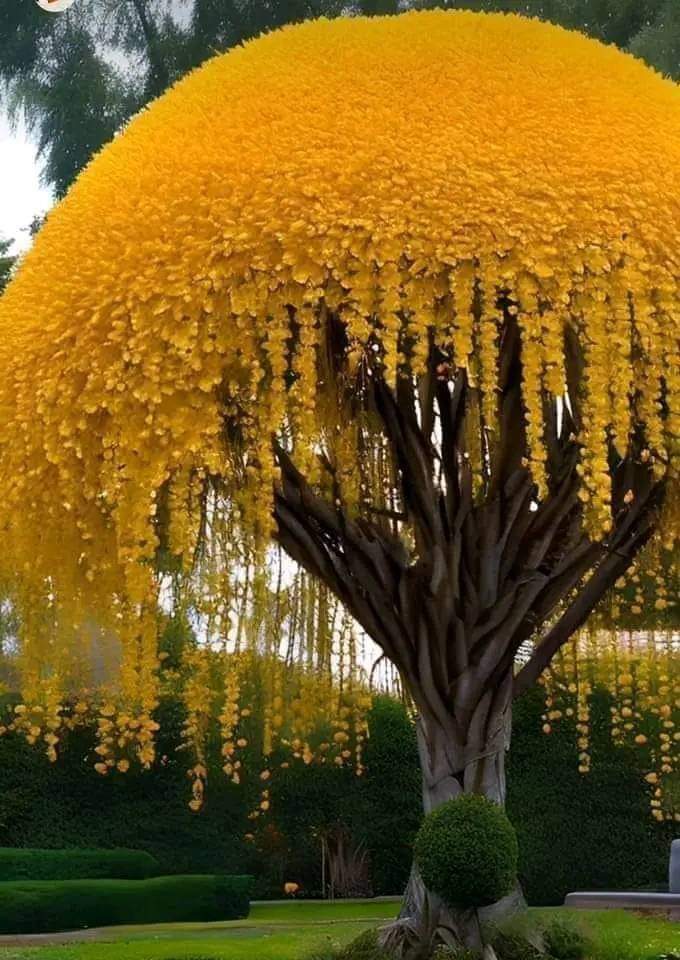 Cassia fistula commonly known as the golden shower tree or Indian laburnum,is a flowering plant native to the Indian subcontinent and Southeast Asia. It's renowned for its beautiful clusters of yellow flowers that hang in long, pendulous racemes,giving it a distinctive appearance