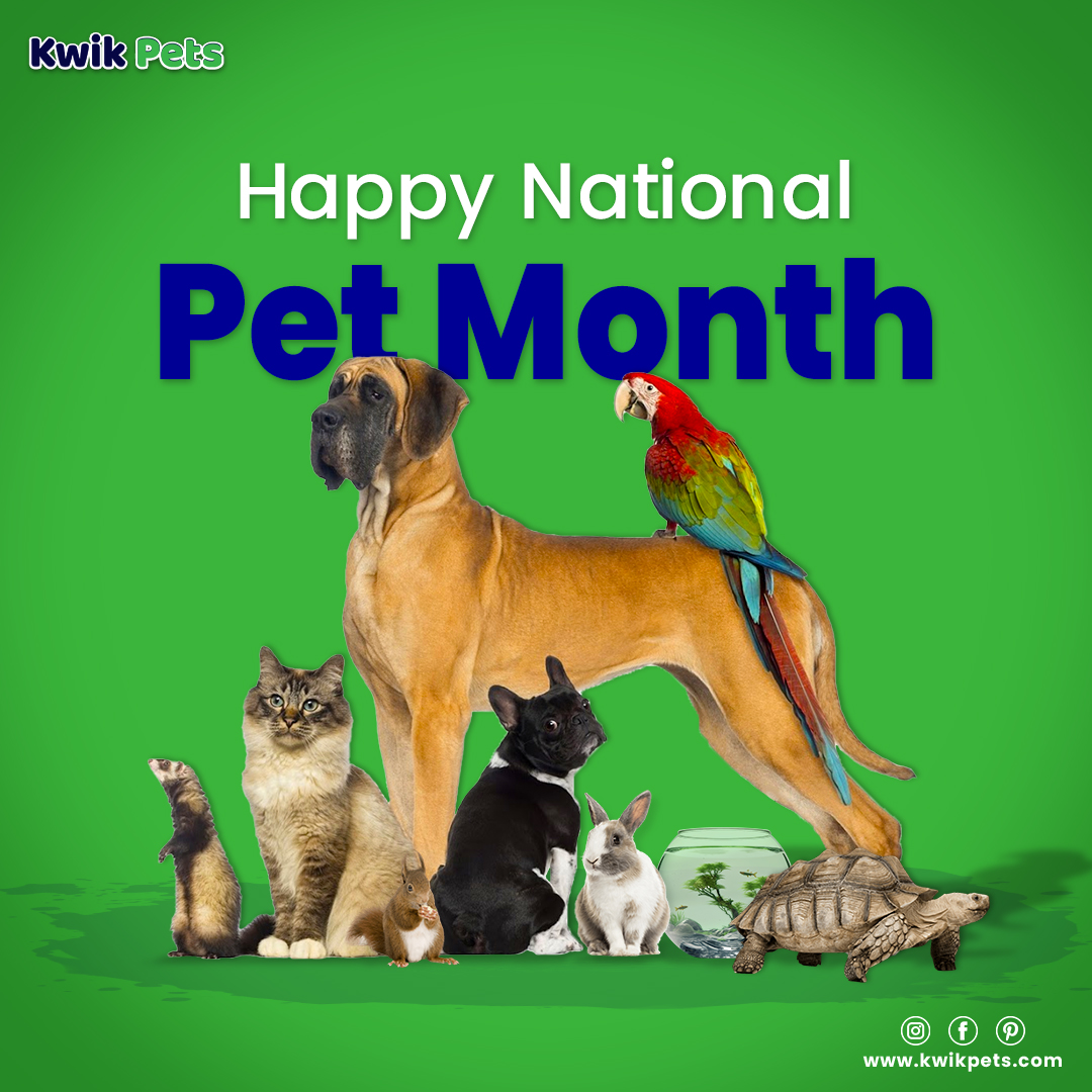 Happy National Pet Month to all Pet Parents! Pets are loving, caring, and adding value to our lives, so why not add value to their life by giving them the best pet care and awesome lifestyle. - #KwikPets

#NationalPetMonth #petparents #petlovers #petcare #PetCareSupplies