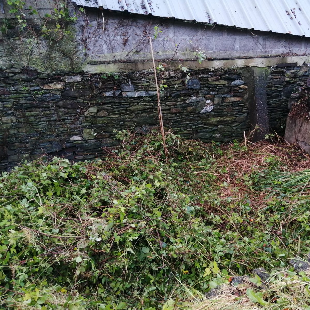 Great clearing by Bantry Tidy Towns volunteers last evening in Garryvurcha Cemetery. Well done, everyone! A lot of briars were covering up trees which couldn't be seen. The last photo shows a lone bark birch finally seeing the light! #BantryTidyTowns #GarryvurchaCemetary