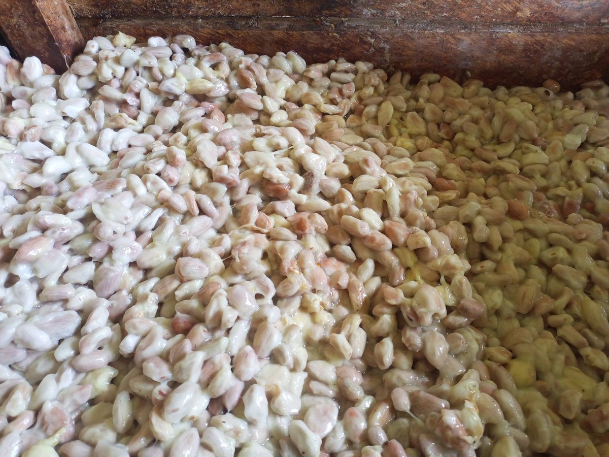 Close: this harvest of organic cocoa pods wasn't a new record, but not far off. And it was three times the amount of this time last year. Usually, the yield would tail off now until later in the year, but shows no sign of doing so. Not that we're complaining! #Cocoa #Uganda