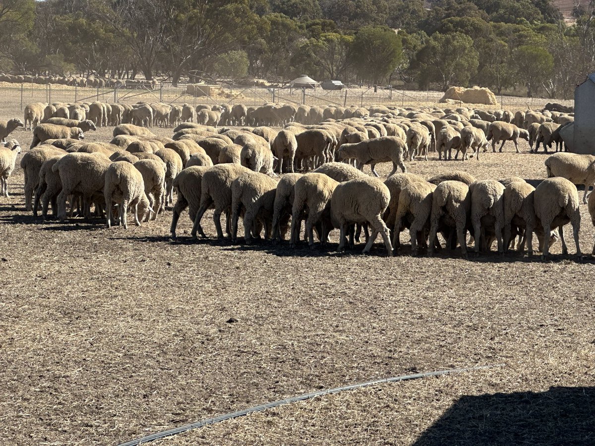 A slightly disappointing ewe lamb scanning result will mean we have 1600 ewe lbs for sale. Weighed 270 on 18th April. Nov shorn Not a great market to sell into but $50/hd for the lot would get it done if anyone’s chasing some non Mulesed RWS replacements