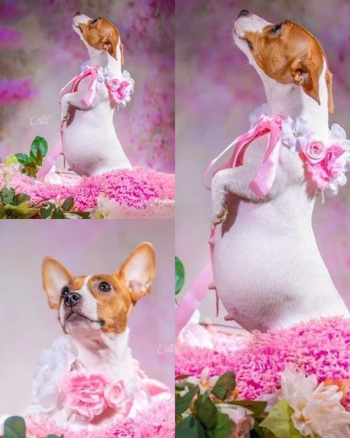 A pregnant dog's photoshoot, will you do this for your dog??