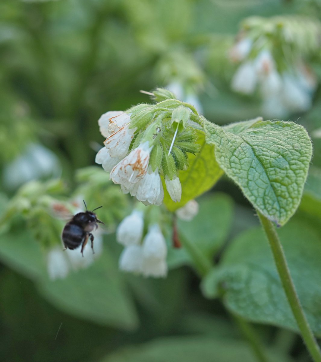Female Hairy-footed flower bee enjoying the Comfrey in the North Courtyard at @theUL. #WildWebsWednesday